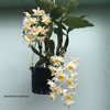 dendrobium farmeri